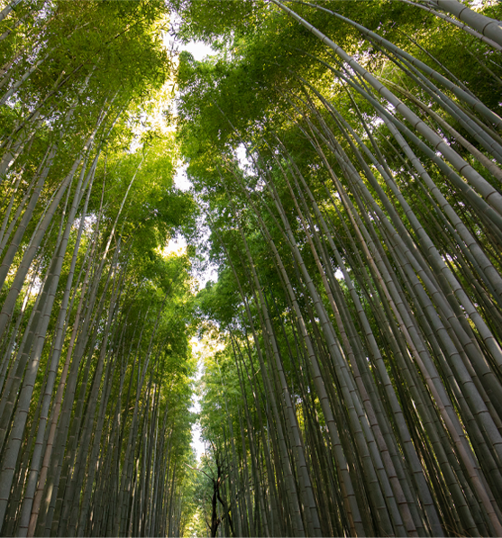 Kyoto Highlight Tour 2