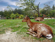 Nara Wonderful Tour